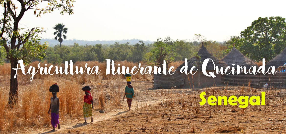 Agricultura itinerante de queimada | Aprender os modos de vida da população no Senegal